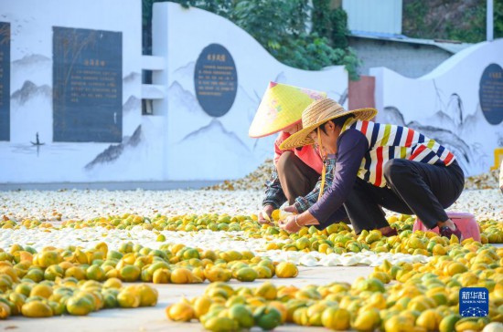 11月25日，在广东省江门市新会区一处空地，人们对新会柑皮进行翻皮晾晒。
